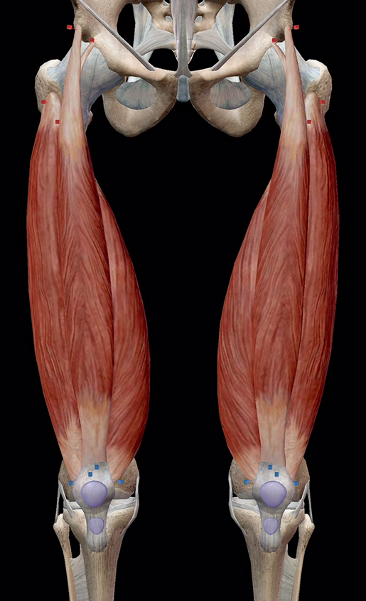 Learn Muscle Anatomy: Knee Joint Group